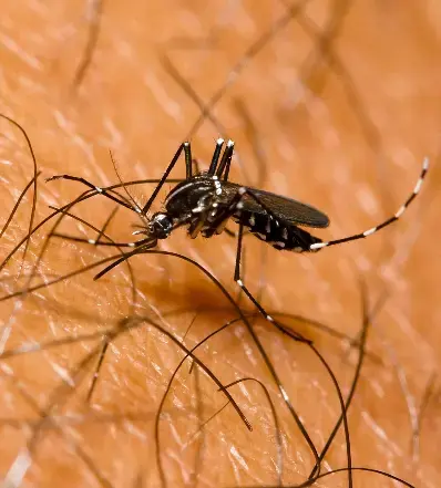 Se sugieren emplear medidas ante dengue