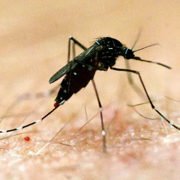 Investigan si los anticuerpos de COVID pueden aumentar el riesgo de dengue grave